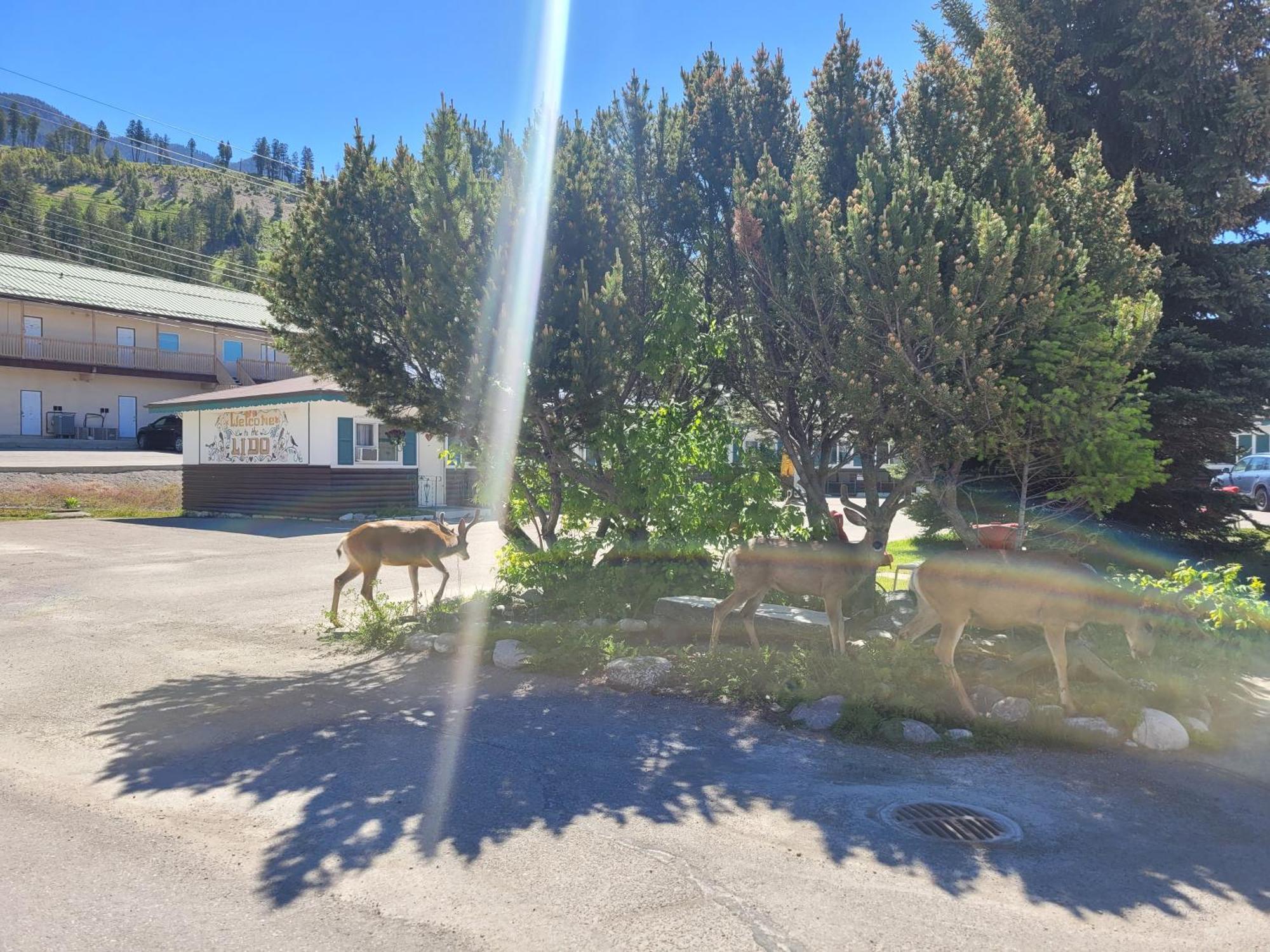 Lido Motel Radium Hot Springs Exterior foto